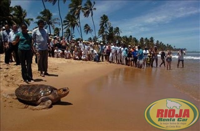 Playa Tortuga