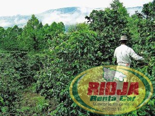 Costa Rica aprovecha fuerte alza de los precios mundiales del café