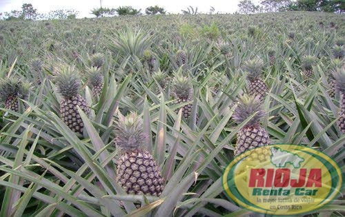 Costa Rica expone productos alimenticios al mundo e intenta posicionarse es ese mercado