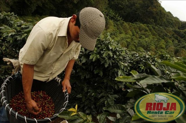 Café de Costa Rica es el tercero en reconocimiento de los estadounidenses