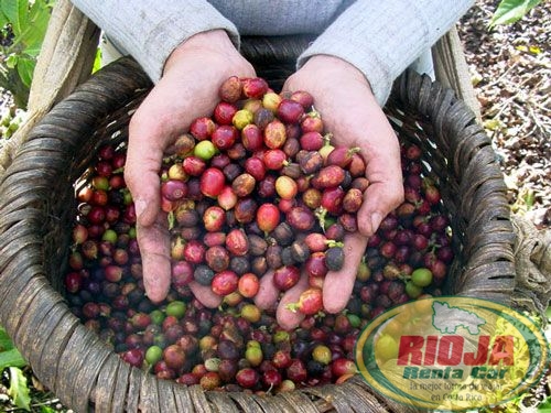 Café de Costa Rica es el tercero en reconocimiento de los estadounidenses