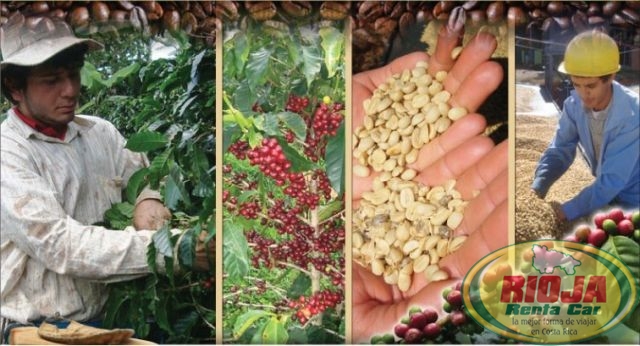 El mejor café de Costa Rica crece en una finca en Naranjo
